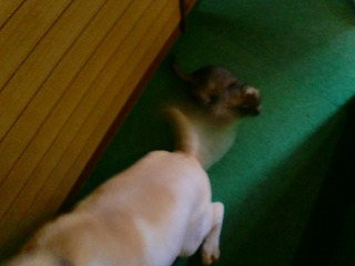 こねこ625 002.jpg