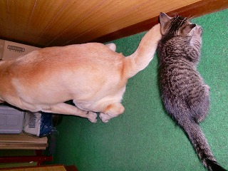 こねこ625 003.jpg