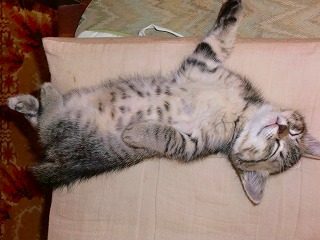 こねこ625 006.jpg