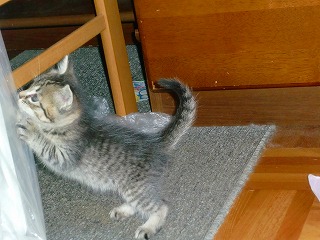 こねこと餡菓子 007.jpg