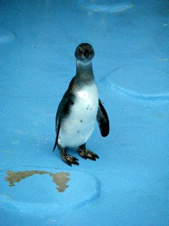 新入りペンギン君