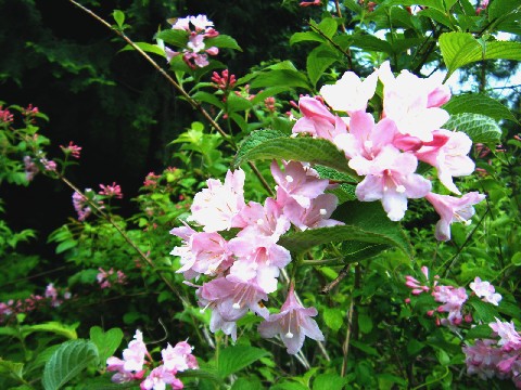 ピンクの花