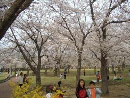 桜４