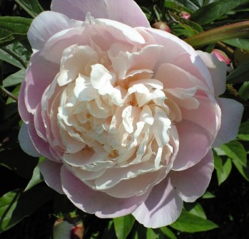 4番目開花の芍薬