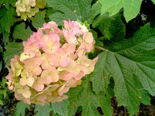 色づく柏葉紫陽花