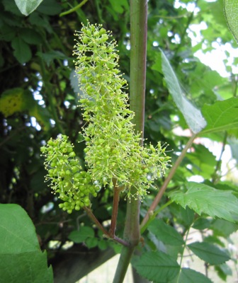 薔薇棚の葡萄