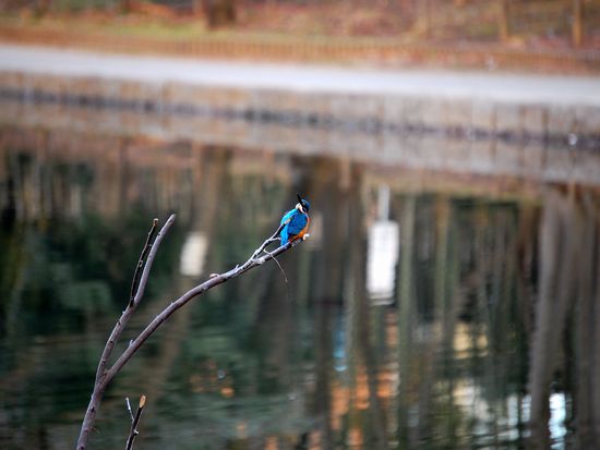 DSC_0078