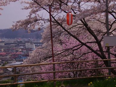 釣山公園の桜祭りぼんぼり