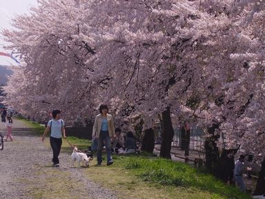 磐井川桜