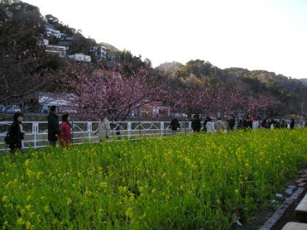 河津桜まつり