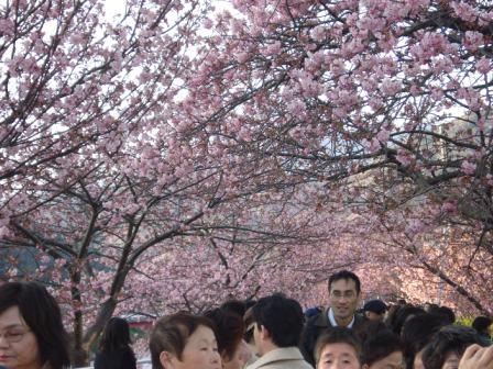 河津桜まつり