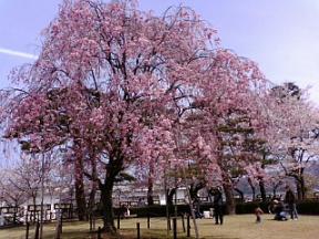 2007/04/15丸岡城3