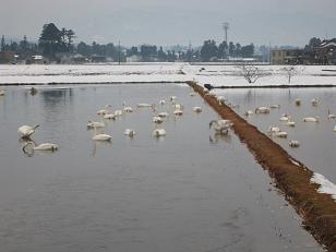 2008/02/10白鳥２