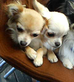 りん＆マリーちゃん