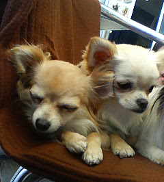 りん＆マリーちゃん２