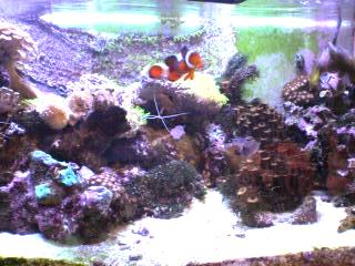 海水魚 水槽 カクレクマノミ