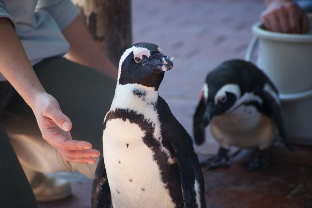 ペンギン