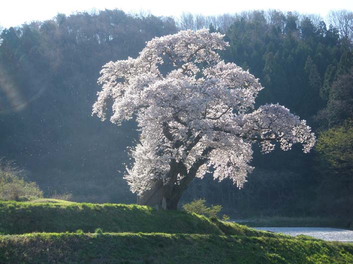 桜吹雪