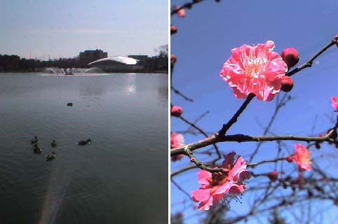 五十鈴湖と紅梅