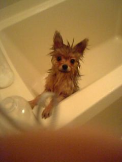 ぽこ♪シャンプー