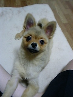 ぽこ♪別名ジャッカル・・・