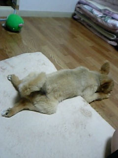 ぽこ♪別名カエル・・・