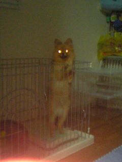 暗闇に光る・・・たぬき？