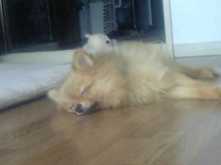 ぽこ♪くて～。