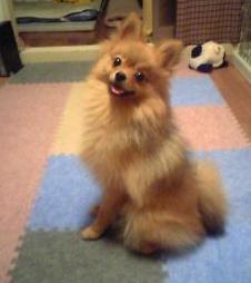 待て！の真っ最中。