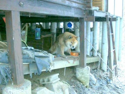 20100329/木曽　ごんた