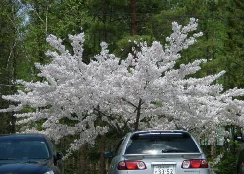 やまゆり荘　桜