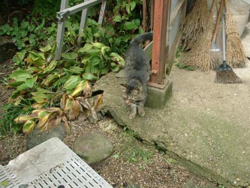 二本松・もがみ動物病院4