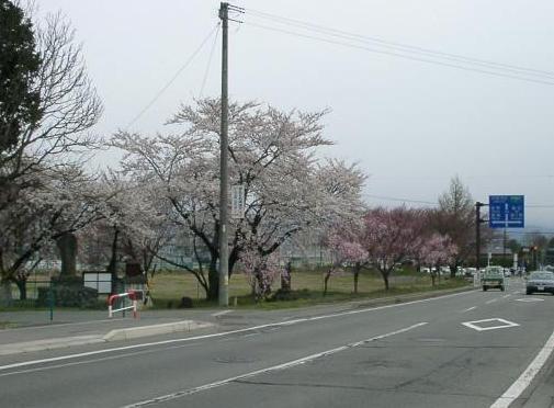 20100415/伊那/桜　