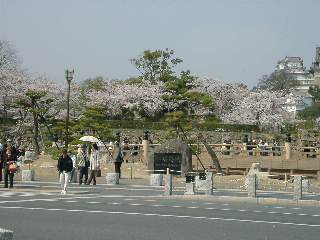 姫路城の桜　1