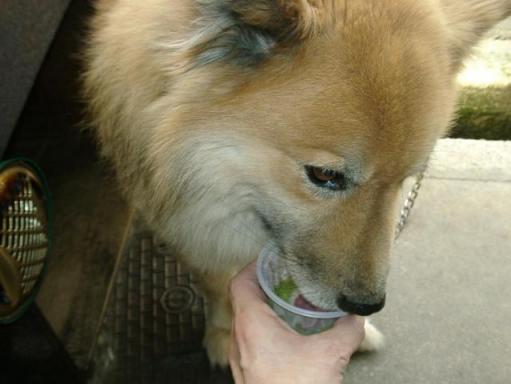 かき氷を食べるごんた