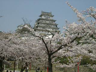 姫路城の桜　4