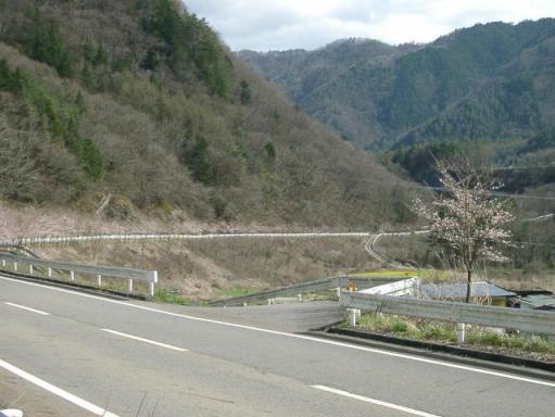 県道の桜並木/20100427木曽