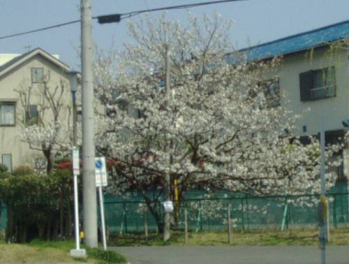 家の前の桜