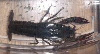 2005-05-18 06:32:36