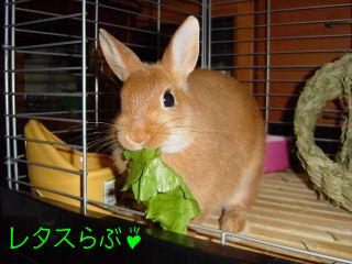 レタスが好き♪