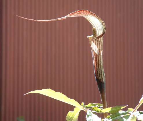 キシダマムシグサ