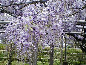 ふじの花２