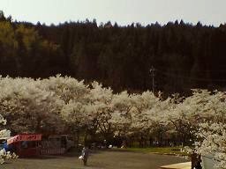 安岐ダム桜３