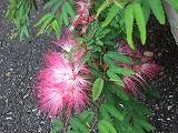 2007_0702ねむの花.jpg