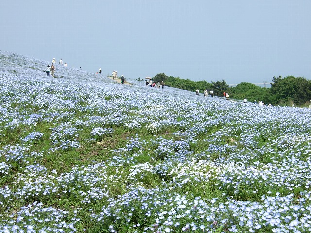 2008_0523ひたち　ネモフィラ0012.jpg