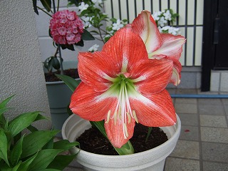 2007_0605アマリリス.jpg