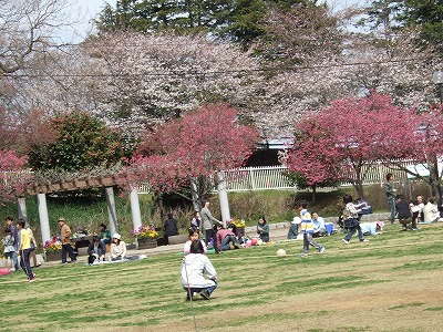 2008_0402桜0022.jpg