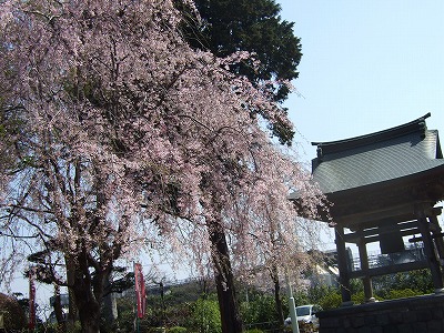 2008_0406枝垂桜と鐘楼0005.jpg