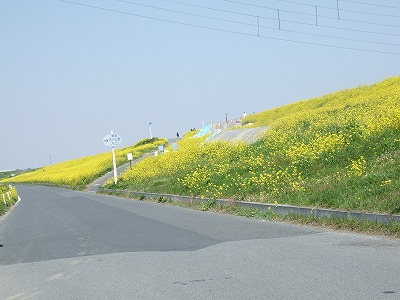 2008_0406からし菜花0031.jpg