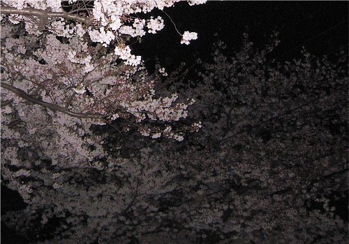 夜桜２